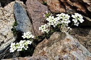 72 Iberidella alpina (Hutchinsia alpina) tra le rocce 
